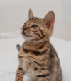 Bengal Katze rosetted